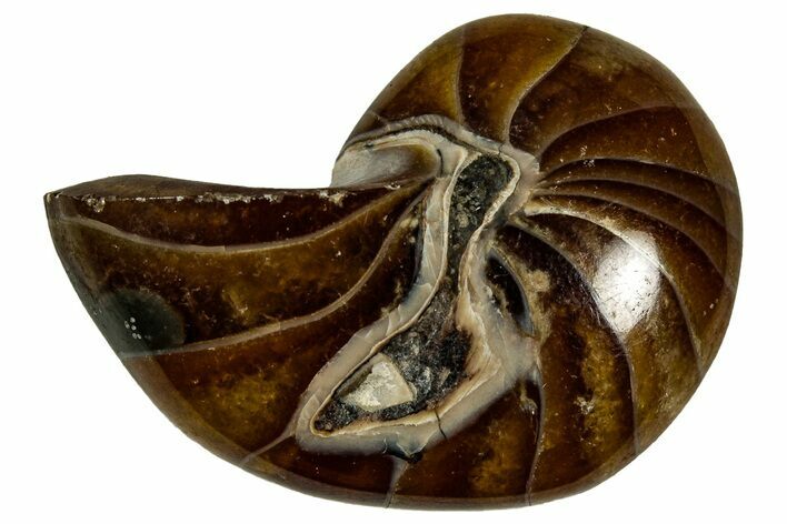Polished Fossil Nautilus (Cymatoceras) - Madagascar #329210